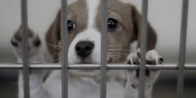 Örnek davranış: Turşu şirketi, Kütahya'daki barınakta sağ kalan köpekleri tedavi altına aldırdı