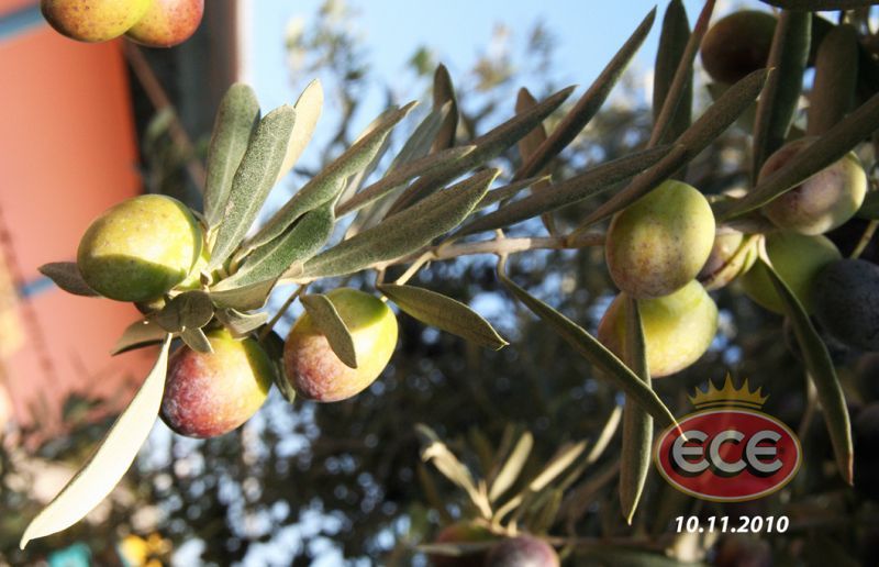 ECE ZEYTİN VE ZEYTİNYAĞI