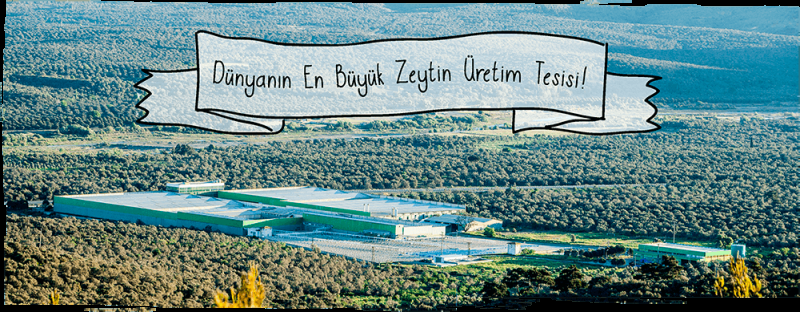 FORA ZEYTİN