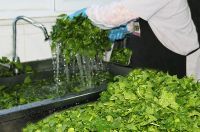 CUISINE CATERING