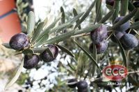 ECE ZEYTİN VE ZEYTİNYAĞI